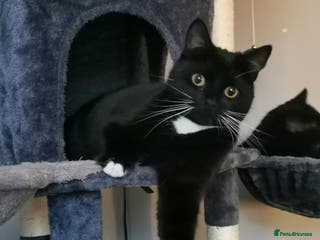 Mixed Breed cats Mr lucky in Wisbech - Advert 5