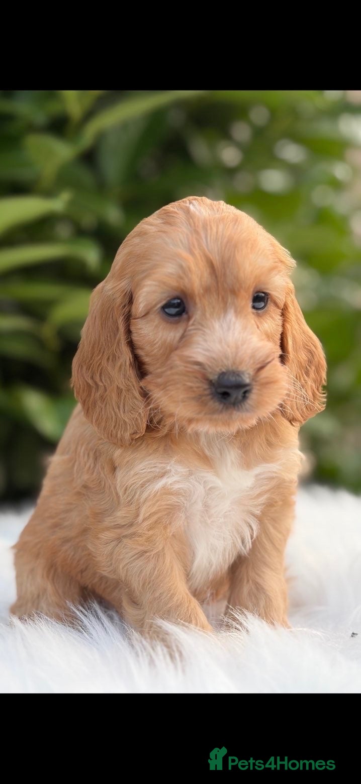 Cockapoo dogs Cockapoo males and females  - Advert 16