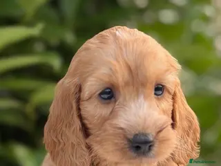 Cockapoo dogs Cockapoo males and females - Advert 16