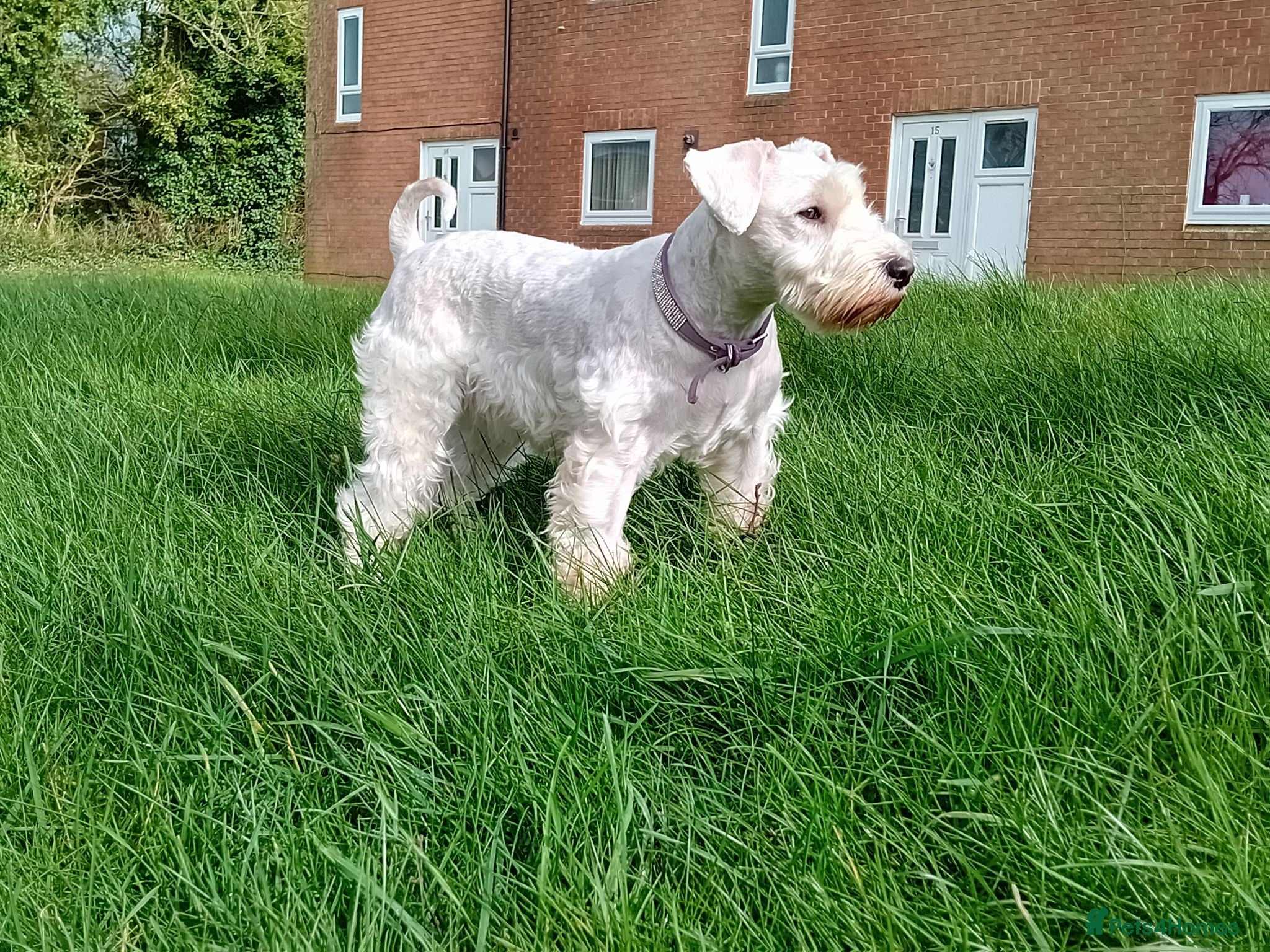 Miniature Schnauzer dogs 3Champion Bloodline White Miniature Schnauzers  - Advert 1