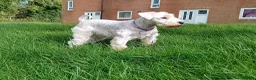 Miniature Schnauzer dogs for sale: Champion Bloodline White Miniature Schnauzers  in Preston - Advert 6
