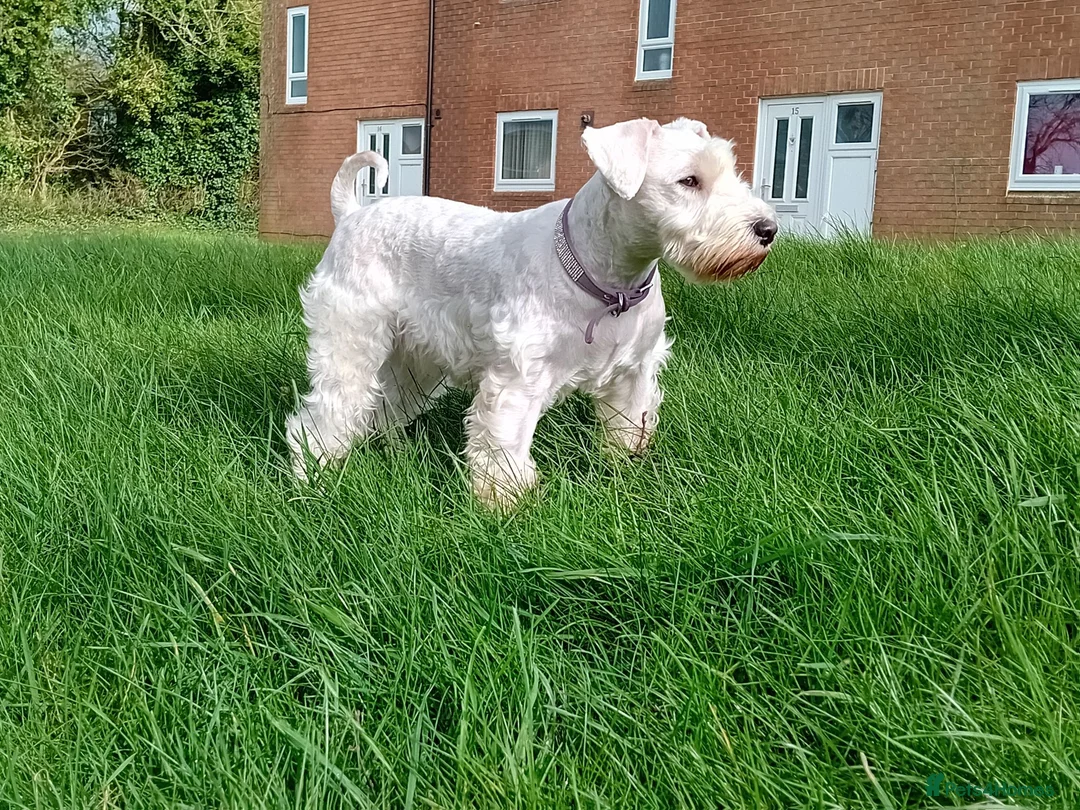 Miniature Schnauzer dogs for sale: 3Champion Bloodline White Miniature Schnauzers  - Advert 2