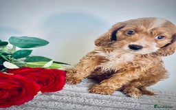 Cavapoo dogs for sale: 🐶 Beautiful F1B Cavapoo Puppies for Sale 🐶 - Image 25