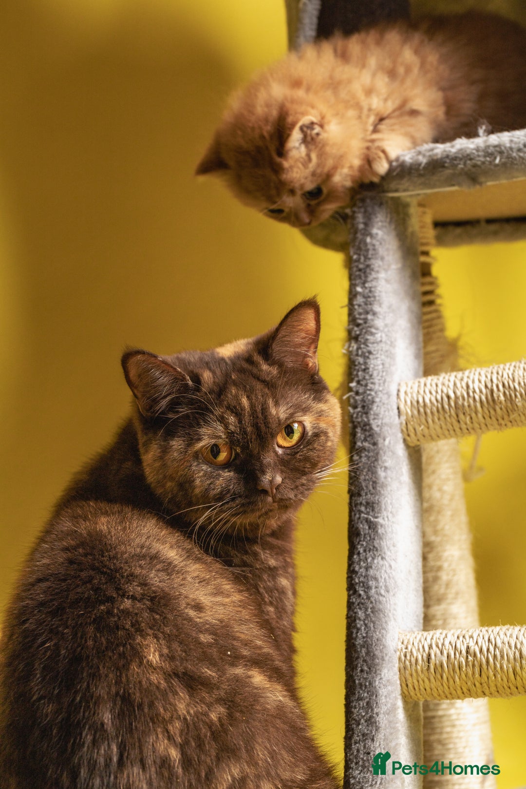 British Shorthair cats for sale: Chocolate tortie champion bloodline Queen ACTIVE - Advert 5