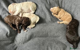 Cavapoo dogs for sale: ✨🌈 Rare Chocolate & Multicoloured Curly Cavapoos - Image 16