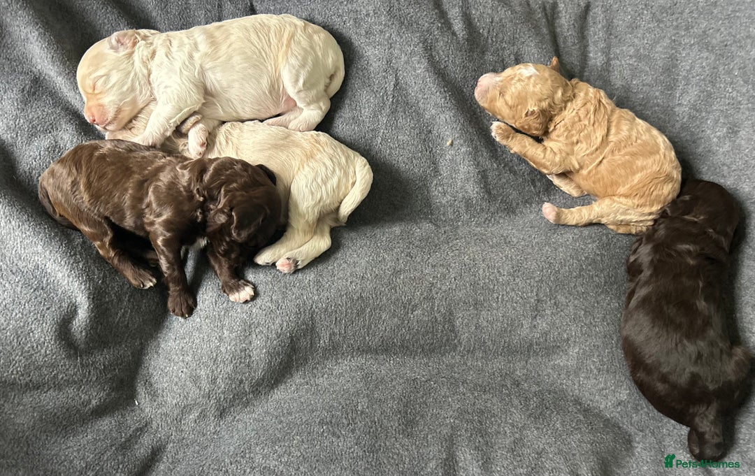 Cavapoo dogs for sale: ✨🌈 Rare Chocolate & Multicoloured Curly Cavapoos - Image 16