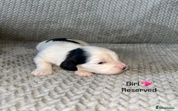 Shihpoo dogs for sale: Gorgeous Toy Shihpoo puppies - Image 6
