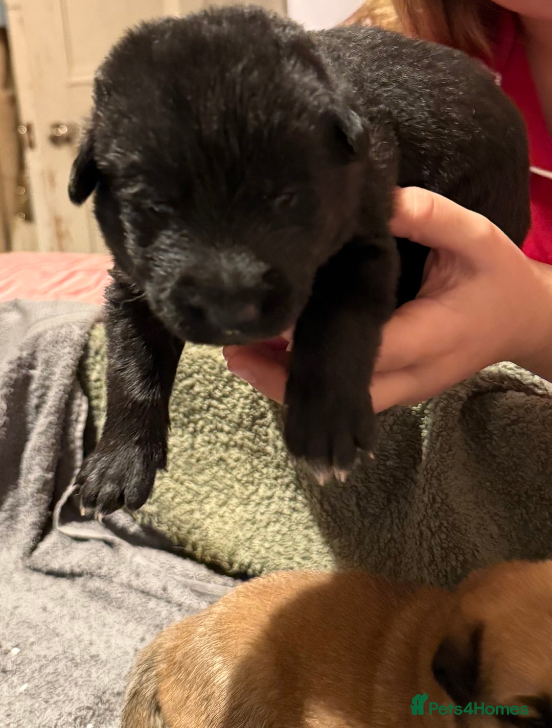 Mixed Breed dogs for sale: German shepherd, Labrador mix puppies for sale  - Advert 4