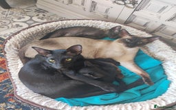 Oriental cats for sale: Oriental kittens - Image 5