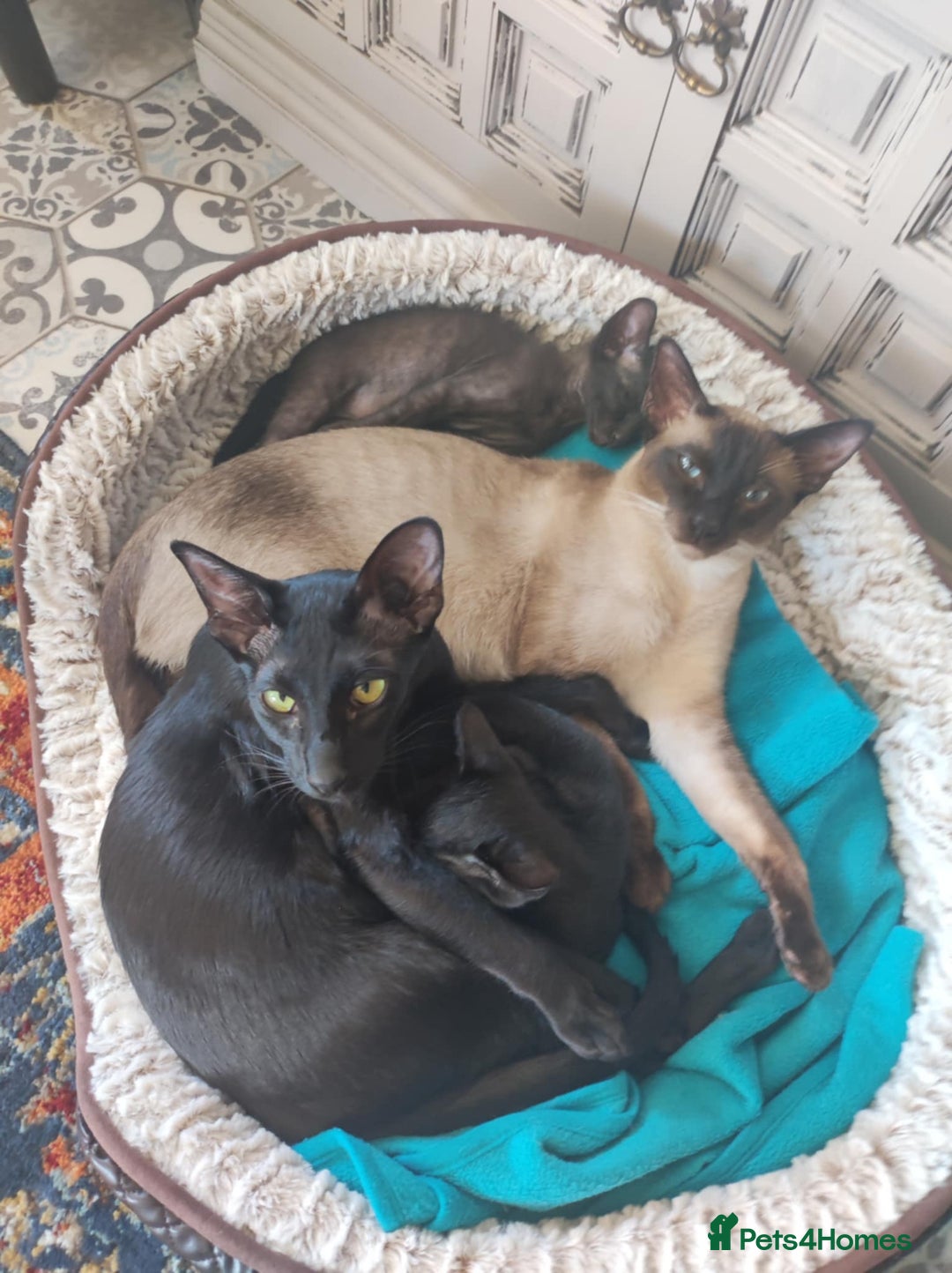 Oriental cats for sale: Oriental kittens - Image 5
