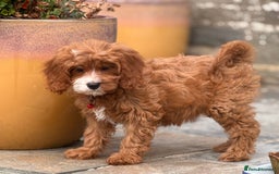Cavapoo dogs for sale: Outstanding litter of deep red cavapoos - Image 14