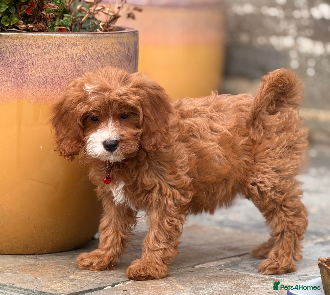 Cavapoo dogs for sale: Outstanding litter of deep red cavapoos - Image 14