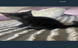 Mixed Breed cats for sale: 3 amazing kittens  - Image 1