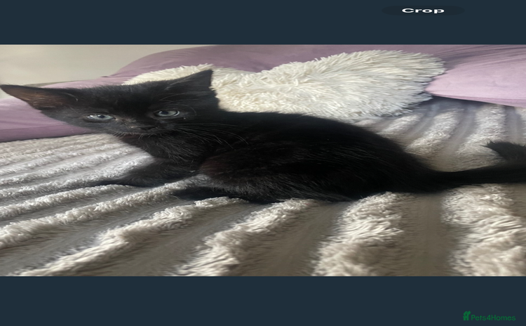 Mixed Breed cats - Advert 8
