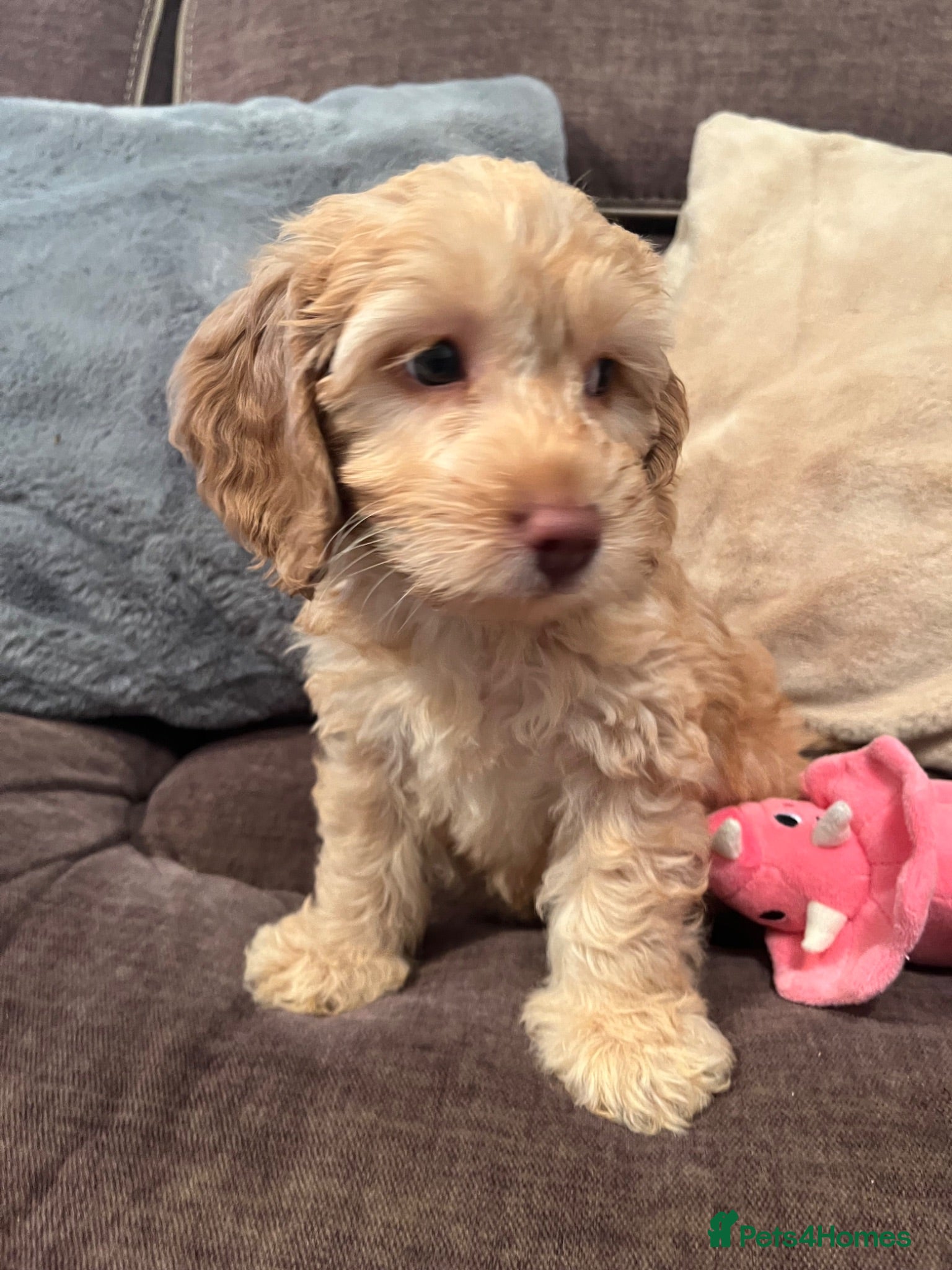Cockapoo dogs 💙💗Gorgeous Cockapoo F1 Puppies  - Advert 3