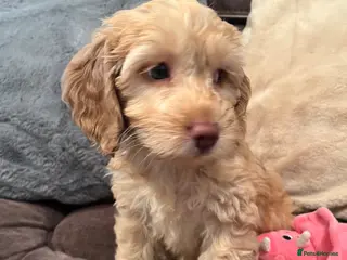 Cockapoo dogs 💙💗Gorgeous Cockapoo F1 Puppies - Advert 3