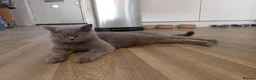 British Shorthair cats for sale: stunning BSH CROSS kittens - Advert 6