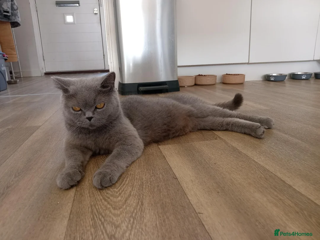 British Shorthair cats for sale: stunning BSH CROSS kittens - Advert 6