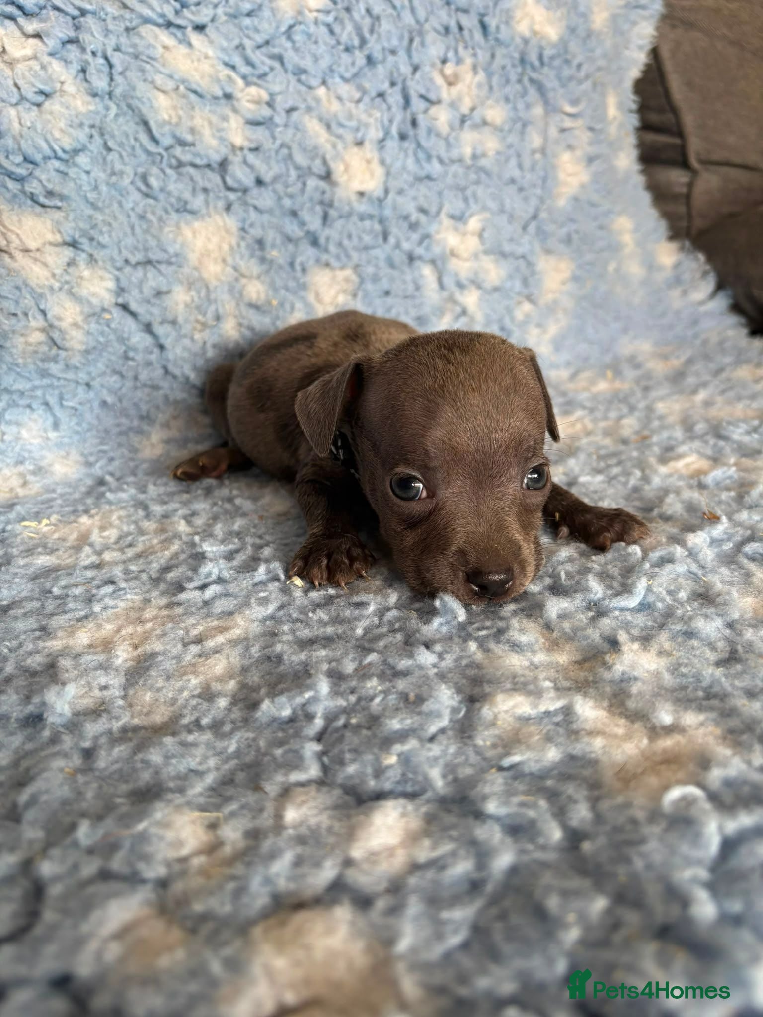 Staffordshire Bull Terrier dogs Blue Staffy Puppies - Advert 2