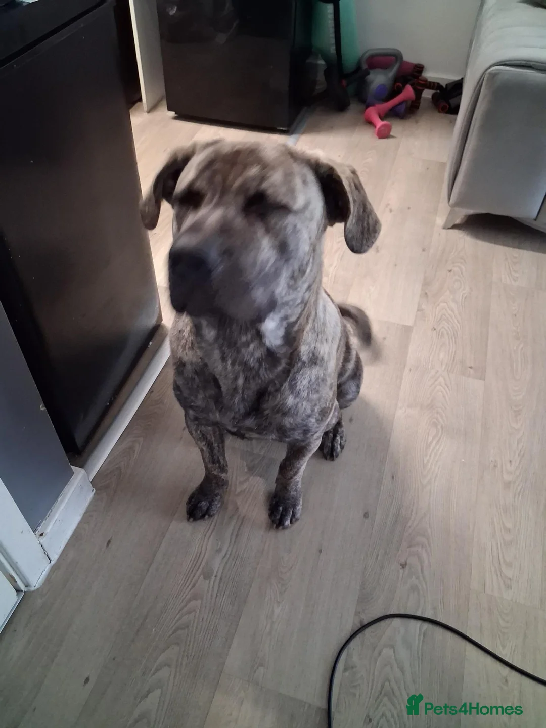 Mixed Breed dogs for sale: Ace is looking for a active adventure household - Advert 4