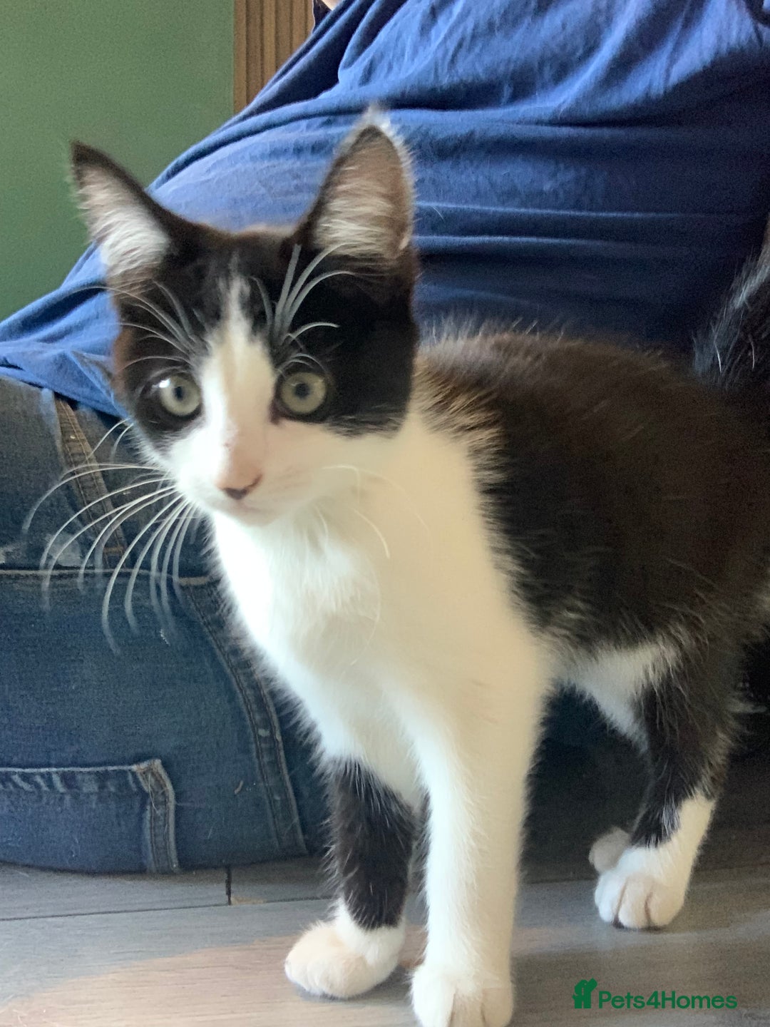 Mixed Breed cats for sale: Beautiful kittens  - Image 8