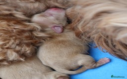 Aussiedoodle dogs for sale: Australian Labradoodles  in Middlesbrough - Image 7