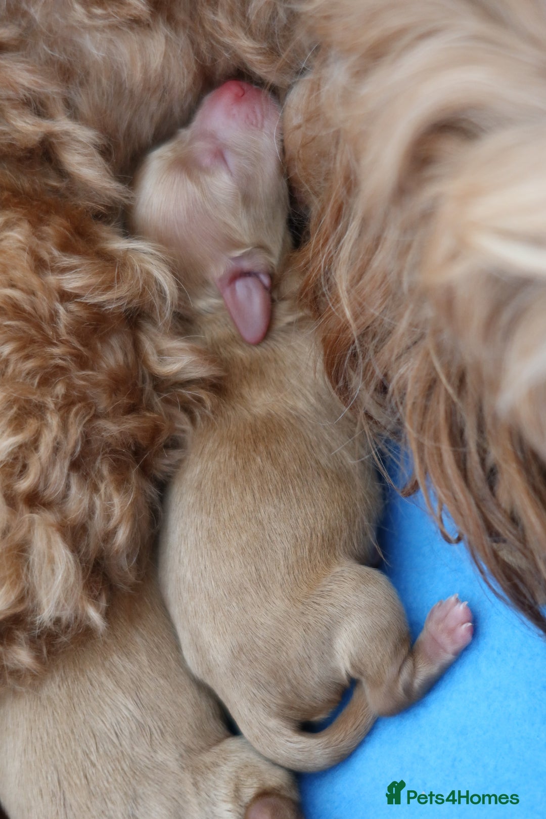 Aussiedoodle dogs for sale: Australian Labradoodles  in Middlesbrough - Image 7