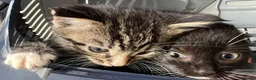 Mixed Breed cats for sale: Kittens - Advert 7