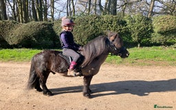 Shetland pony horses for sale: Shetland - Image 5