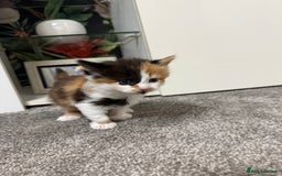 British Longhair cats for sale: 6 beautiful lovable friendly kittens - Image 26