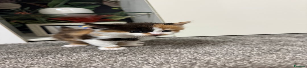 British Longhair Kitten 6