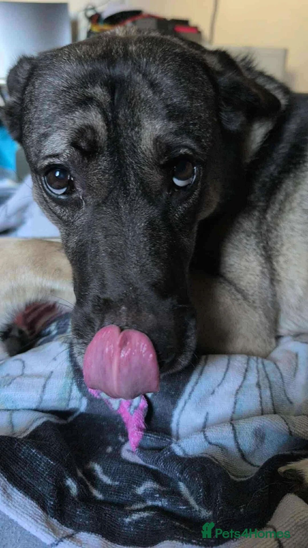 Mixed Breed dogs for adoption: Meet Fagan, currently residing in Durham - Advert 8