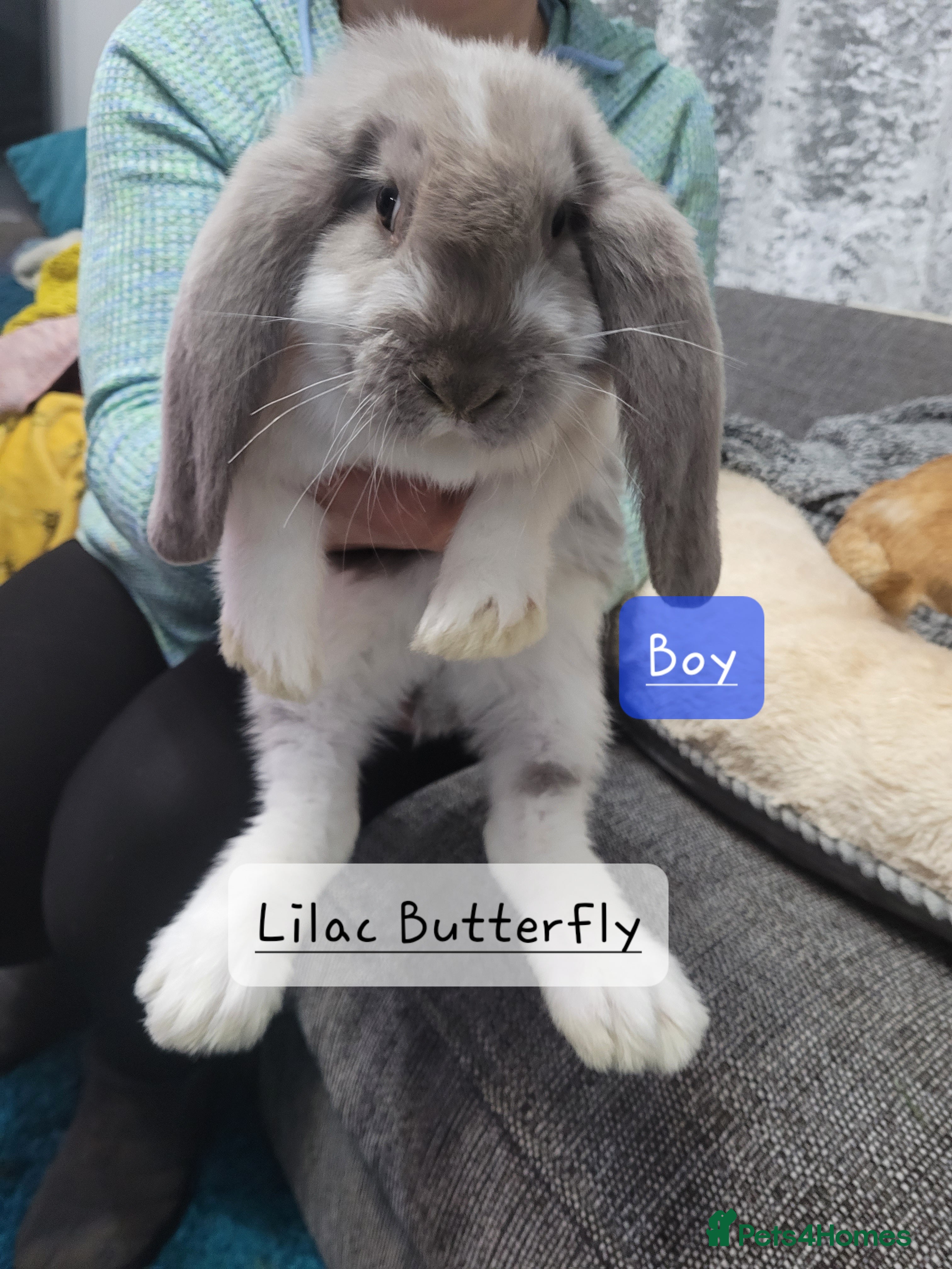 French Lop rabbits Pure Bred French Lop babies - Advert 11