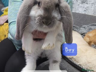 French Lop rabbits Pure Bred French Lop babies - Advert 4