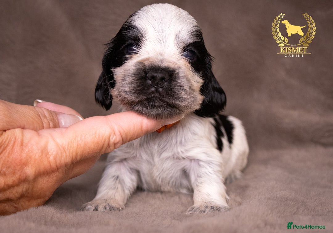 Cocker Spaniel dogs for sale: BEAUTIFUL SHOW TYPE BLUE ROANS - Image 12