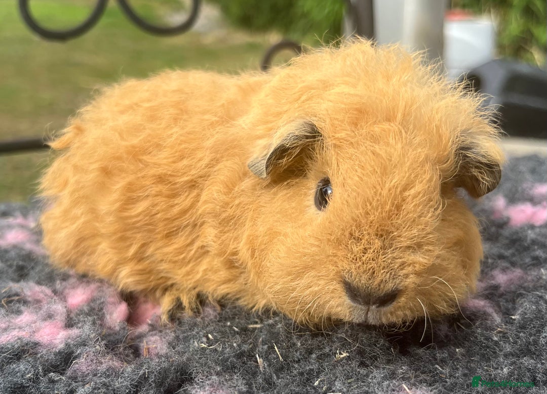 Guinea Pig rodents for sale: Sheltie, coronet,Texel, Merino guinea pigs.  - Image 7