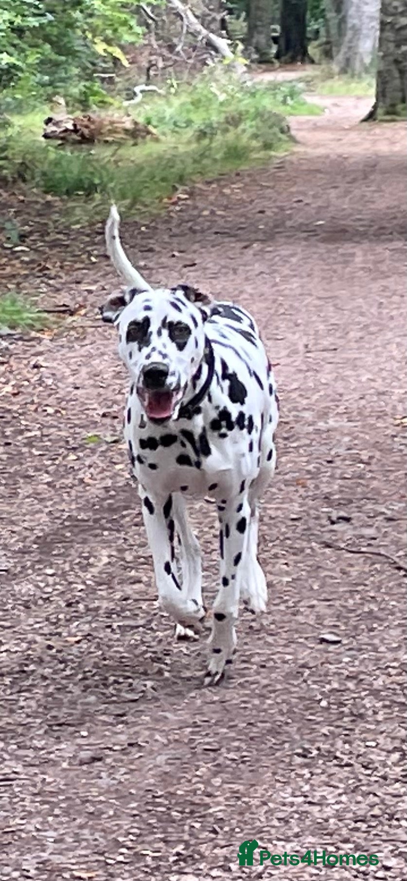 Dalmatian dogs Female Dalmatian  - Advert 4