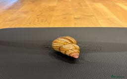 Snails invertebrates for sale: SILVER LEUCISTIC OVUMS TANK STARTER KIT IREDALEI  - Image 10