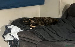 Exotic cats for sale: Beautiful exotic 5yr old female loving gentle  - Advert 2