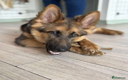 Mixed Breed dogs for sale: Gerberian Shepsky boy for sale - Image 1