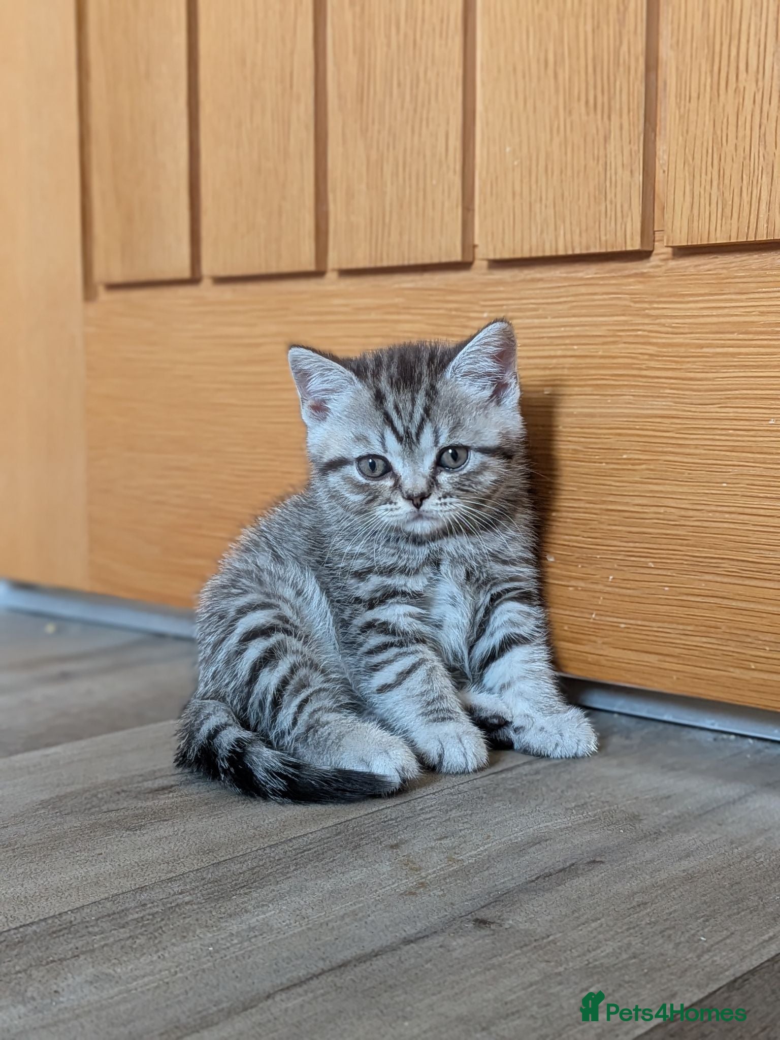 British Shorthair cats British Shorthair kittens - Advert 2