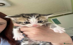 British Shorthair cats for sale: Boy kitten and female cat available  - Image 1