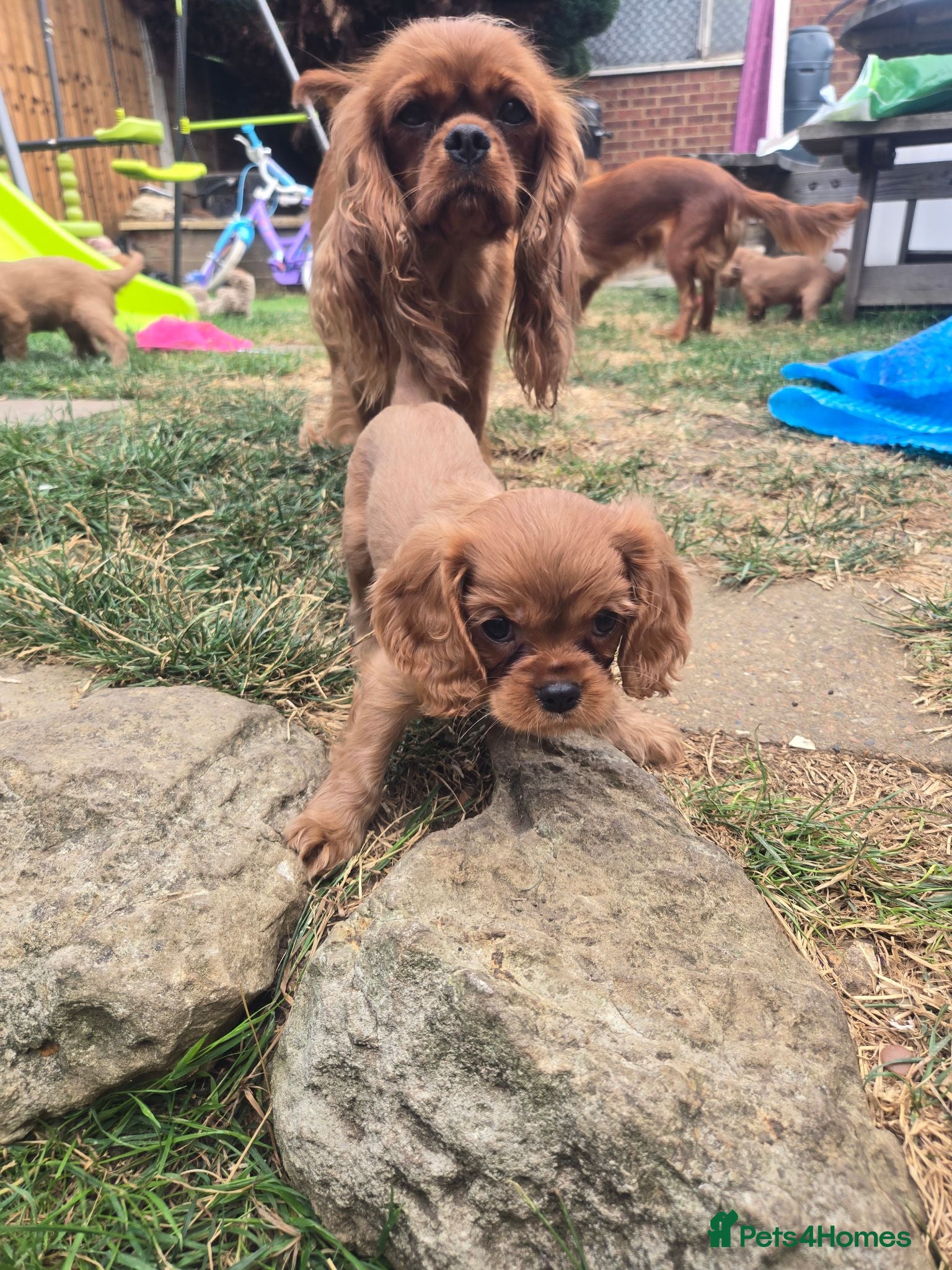 Cavalier King Charles Spaniel dogs King charles cavalier pups. - Advert 3