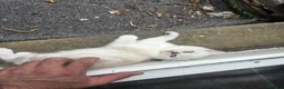 British Shorthair cats for sale: BSH kittens  in Bradford - Advert 12