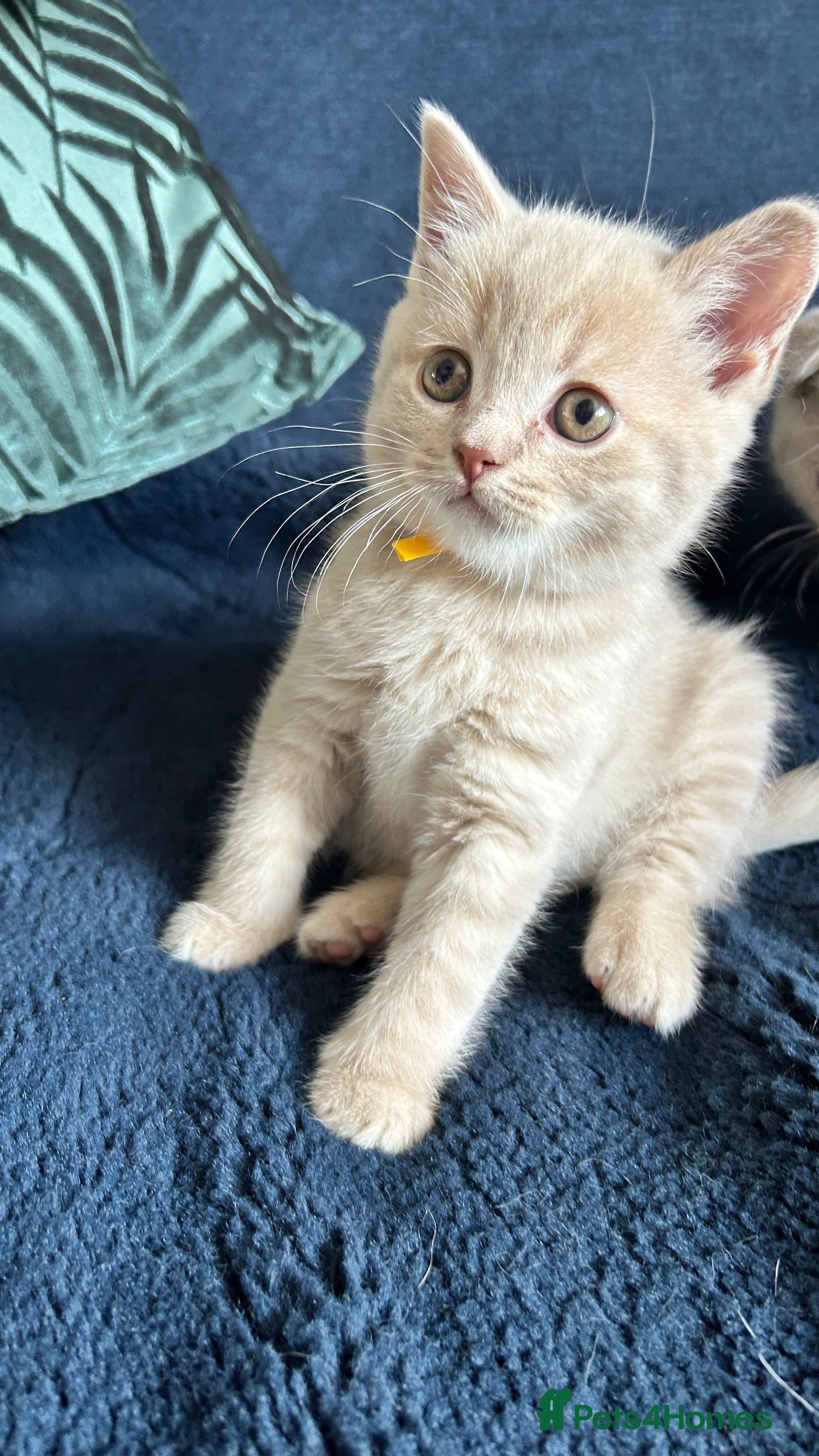 Scottish Fold cats Six Stunning Scottish Fold Kittens  - Advert 2