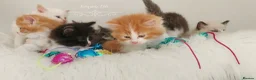 Ragdoll cats for sale: Beautiful cross Ragdoll/Persian😻😻😻 - Advert 11