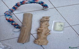 Macaws birds for sale: Blue & Gold Macaw For Sale - Image 35