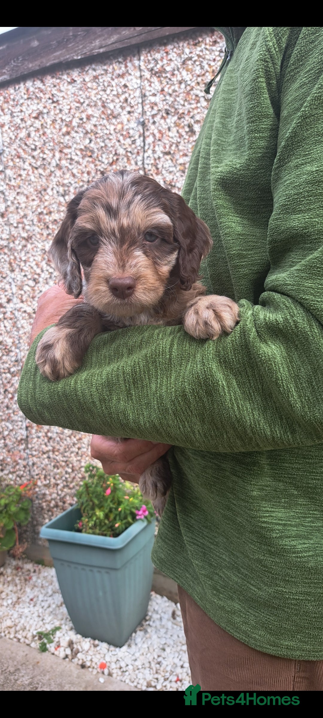 Cockapoo dogs for sale: F1 Cockapoo Puppies - Image 5