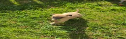 Mixed Breed dogs for sale: Bedlington whippets - Advert 9