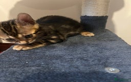 Bengal cats for sale: 🐾 TICA Registered Bengal Kittens 🐆🥰 - Image 24